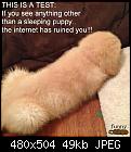 No but realy - its a puppy.-untitled11112-jpg