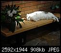 Cat and Cattleya - DSCN1591.JPG-dscn1591-jpg