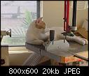 -07-cat-scan-jpg