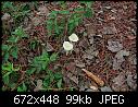 Help ! Im obsessed with turning `shrooms-flower-mushrooms-1b-jpg
