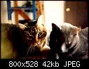 Old men & cats-cats007b-jpg
