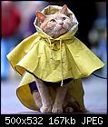 Old men & cats-all-weather-cat-jpg