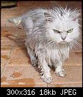 Old men & cats-angry-cat-jpg
