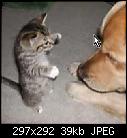 Old men & cats-cat-attack-jpg