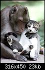 Old men & cats-monkey_cat-jpg