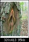 Just passing through-burl-jpg