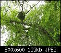 Wood in Versailles - File 12 of 25 - yEnc "IMG_0761.JPG" 159123 bytes  (1/1)-img_0761-jpg