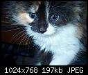 Shop cat - Mandy-DC.jpg (0/1)-lucy_2240dt-jpg
