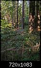 Some of the smaller trees.-albion-little-river-rd_edited-1-jpg