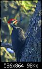 -woody-woodpecker-2-imgp5908-jpg