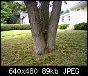Woodchuck in chestnut tree-hni_0081-jpg