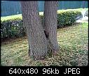 Woodchuck in chestnut tree-hni_0082-jpg