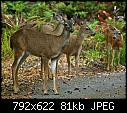 Deck repaired and bench detail-deer watching in the backdrop-toms-deer-imgp6523-jpg