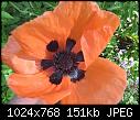 OT - Poppy for Memorial day - 1 attachment-img_1958-%5B1024x768%5D-jpg