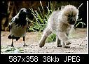 Animal Antics 1-birddog-jpg